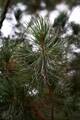 Pinus parviflora Tempelhof IMG_9038 Sosna drobnokwiatowa
